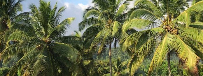 Coconut - ප්‍රාදේශීය ලේකම්ගේ අවසරයකින් තොරව පොල් ගස් කැපීම තහනම්