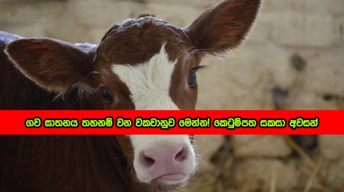 Cattle Slaughter - ගව ඝාතනය තහනම් වන වකවානුව මෙන්න! කෙටුම්පත සකසා අවසන්