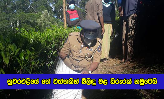 Baby Dead Body - නුවරඑළියේ තේ වත්තකින් බිලිඳු මළ සිරුරක් හමුවෙයි