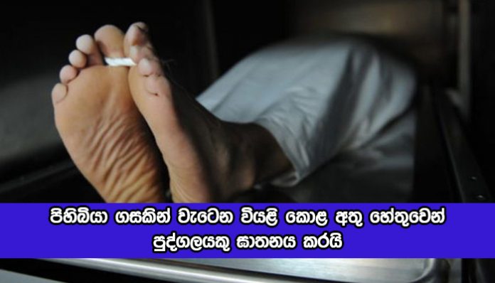 Murder - පිහිබියා ගසකින් වැටෙන වියළි කොළ අතු හේතුවෙන් පුද්ගලයකු ඝාතනය කරයි