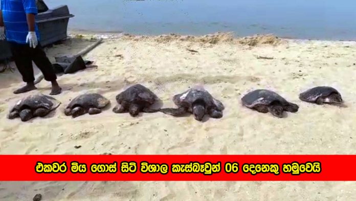 Trutles - එකවර මිය ගොස් සිටි විශාල කැස්බෑවුන් 06 දෙනෙකු හමුවෙයි