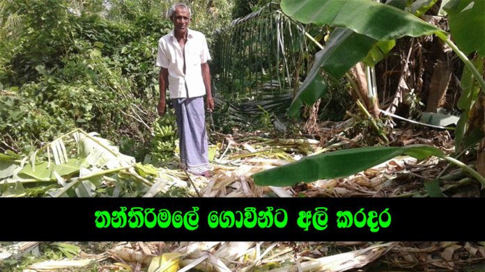 තන්තිරිමලේ ගොවීන්ට අලි කරදර