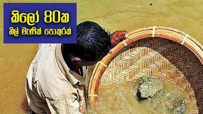 කිලෝ 80ක නිල් මැණික් පොකුරක්