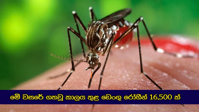 මේ වසර තුල මෙරට ඩෙංගු රෝගීන් 16,500 ක්