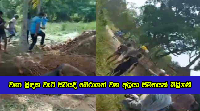 Dead by Elephant Attack - වගා ළිඳක වැටී සිටියදී බේරාගත් වන අලියා ජීවිතයක් බිලිගනී