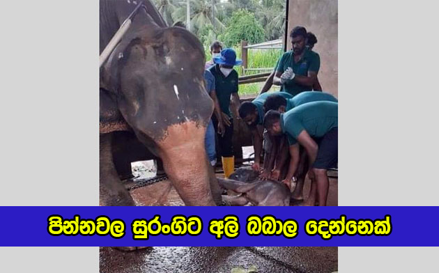 Two Elephant Baby in Pinnawala - පින්නවල සුරංගිට අලි බබාල දෙන්නෙක්