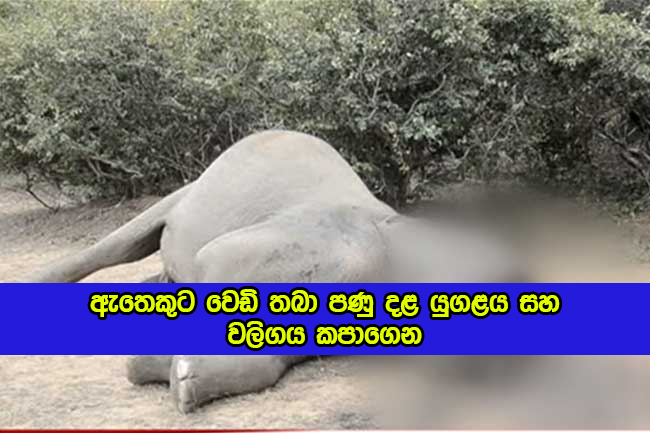 Elephant Murder in Yala - ඇතෙකුට වෙඩි තබා පණු දළ යුගලය සහ වලිගය කපාගෙන