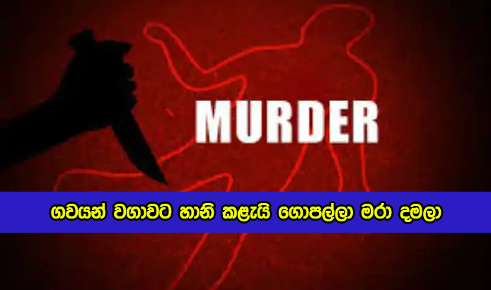 Murder in Hambanthota - ගවයන් වගාවට හානි කළැයි ගොපල්ලා මරා දමලා