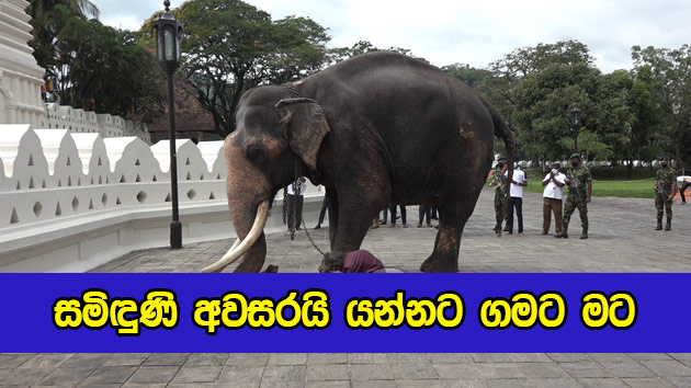 Nadungamuwe Raja Come Back Home - සමිඳුණි අවසරයි යන්නට ගමට මට