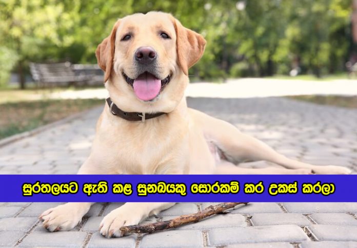 Pet Dog Theft in Balangoda - සුරතලයට ඇති කළ සුනඛයකු සොරකම් කර උකස් කරලා