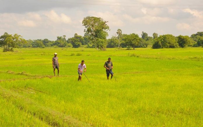 Financial Assistance for Fertilizer - මහ කන්නය සඳහා වී ගොවීන්ට රුපියල් 20,000ක දීමනාවක්