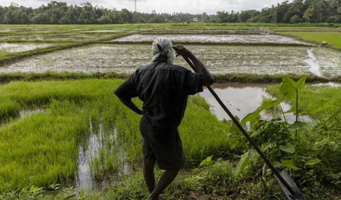 farmer - ගොවි වගා ණය කපා හැරේ