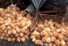 එලොව පොල් පෙන්නන පොල් මිල පොල් මිල