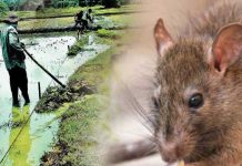 යාපනයේ පැතිරගිය උණ රෝගය වසංගත රෝග විද්යා අංශය සොයාගනී වසංගත රෝග විද්යා අංශය